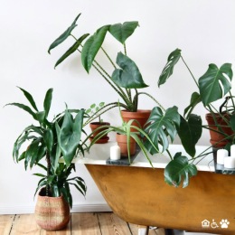 many green plants