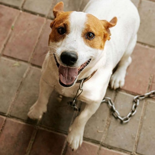 a dog on a leash being walked by a person